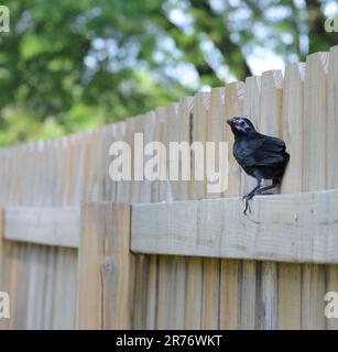 Un jeune oiseau sans toutes ses plumes est perché sur une clôture en bois. Incapable de voler pour le moment, le jeune cherche à se protéger des prédateurs. Banque D'Images