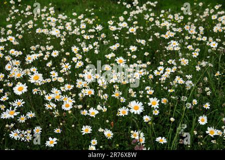 Marguerites (Leucanthemum vulgare) dans les prairies, pays de Galles du Sud. Juin 2023. Été Banque D'Images