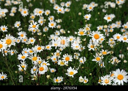 Marguerites (Leucanthemum vulgare) dans les prairies, pays de Galles du Sud. Juin 2023. Été Banque D'Images