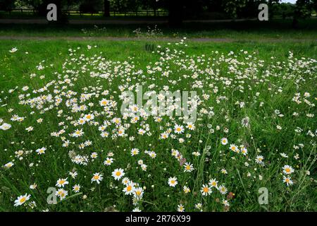 Marguerites (Leucanthemum vulgare) dans les prairies, pays de Galles du Sud. Juin 2023. Été Banque D'Images