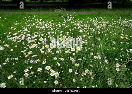 Marguerites (Leucanthemum vulgare) dans les prairies, pays de Galles du Sud. Juin 2023. Été Banque D'Images