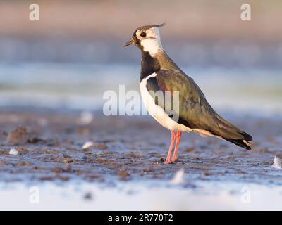 Lapwing ( Vanellus vanellus ) debout. Couleur des plumes visibles à la lumière du soleil. Banque D'Images