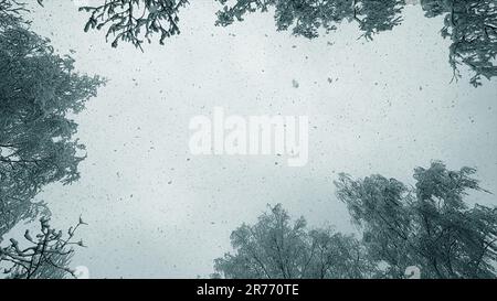 Chute de neige par le dessus. Chute de neige. La neige tombe en flocons verticalement d'en haut contre le ciel, les arbres couverts de neige le jour d'hiver. Beaucoup de neige tombe d'en haut. Arrière-plan saisonnier en hiver. Toile de fond enneigée Banque D'Images