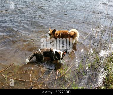 Gilet gallois de corgi baignade dans un lac Banque D'Images