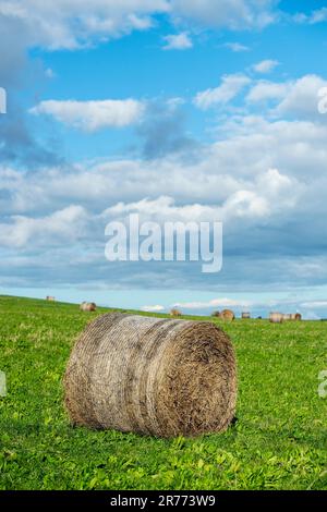Balle de foin dans un champ à Cornwall, Angleterre, Royaume-Uni Banque D'Images