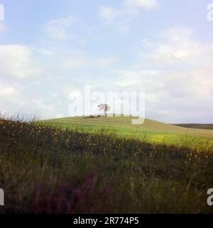 Chêne sur les collines verdoyantes toscanes dans la vallée de l'Orcia au printemps, tourné avec la technique du film analogique Banque D'Images