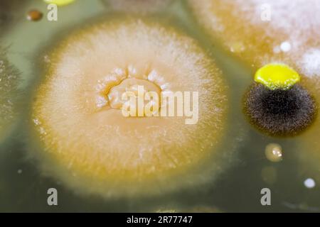 Test de la qualité de l'air. Colonies de différentes bactéries et champignons moisissures provenant de l'air intérieur sur une plaque de Petri. Banque D'Images