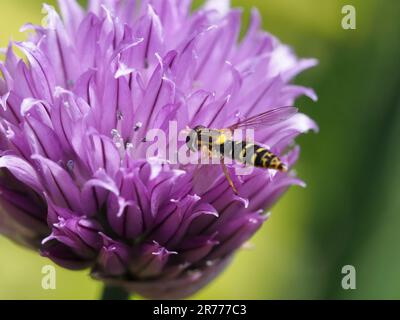 Long survol, Sphaerophoria scripta, se nourrissant de la fleur de la ciboulette Banque D'Images