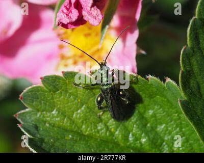 Coléoptère des fleurs mâles, Oedemera nobilis, sur feuille verte dentelée. fleur rose en arrière-plan. Banque D'Images