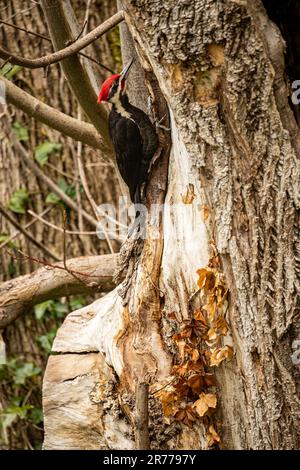 WA23380-00...WASHINGTON - Un pic de bois piléé recherchant des insectes sur un vieux arbre d'érable à grande feuille, pourri. Banque D'Images