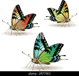 Collection de papillons isolée sur fond blanc Illustration de Vecteur