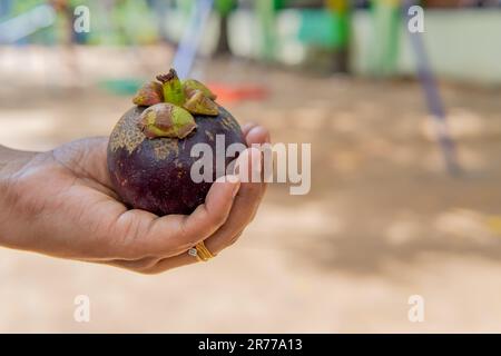 Grace la paume avec élégance, un fruit mangoustan repose doucement, encadré par la toile de fond de deux sièges balançants Banque D'Images