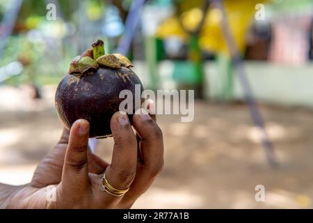 Un fruit mangoustan grace gracieusement la paume et est soutenu doucement par deux sièges oscillants. Banque D'Images