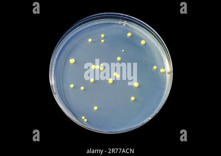 Colonies de bactéries Micrococcus luteus sur boîte de Pétri avec gélose trypticase soja. Banque D'Images
