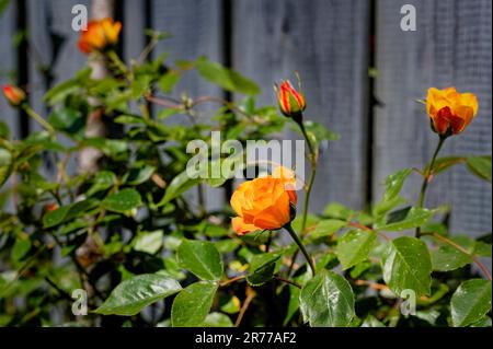 Gros plan des roses orange (rosaceae) devant une clôture grise. Banque D'Images