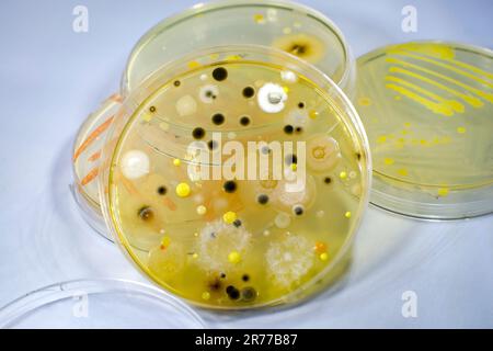 Colonies de différentes bactéries et champignons moisissures cultivées sur une boîte de Petri avec milieu nutritif. Banque D'Images