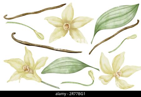 Ensemble vanille avec fleurs, bâtons et feuilles. Illustration d'aquarelle dessinée à la main d'herbes pour épices sur fond blanc isolé. Collection botanique avec dosettes. Ingrédients pour aliments ou huile aromatique. Banque D'Images