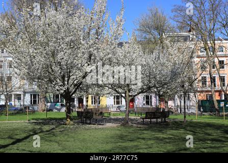 Printemps fleuri sur la place Chalcot à Primrose Hill, au nord de Londres, Royaume-Uni Banque D'Images