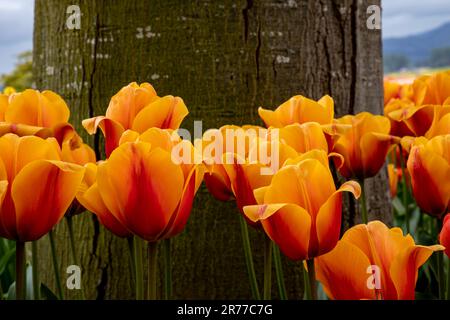 WA23404-00...WASHINGTON - tulipes orange et rouge à la base d'un arbre à la ferme de tulipes et bulbes de RoosenGaarde dans la vallée de Skagit. Banque D'Images