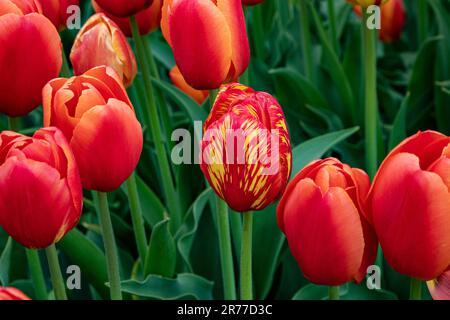 WA23411-00...WASHINGTON - Une tulipe multicolore dans un champ de tulipes principalement rouges à la ferme de tulipes et bulbes de la vallée de Skagit. Banque D'Images