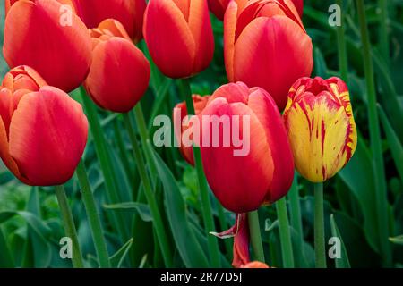 WA23412-00...WASHINGTON - Une tulipe multicolore dans un champ de tulipes principalement rouges à la ferme de tulipes et bulbes de la vallée de Skagit. Banque D'Images