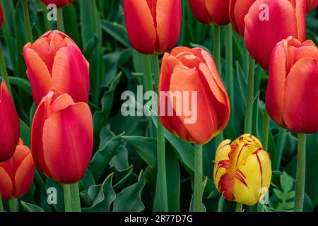 WA23413-00...WASHINGTON - Une tulipe multicolore dans un champ de tulipes principalement rouges à la ferme de tulipes et bulbes de la vallée de Skagit. Banque D'Images