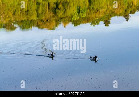 Paire de canards flottant sur un reflet d'arbres dans l'eau calme du lac Banque D'Images