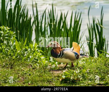 Le canard mandarin se tient sur la rive par le simple à Ellesmere dans le Shropshire Banque D'Images