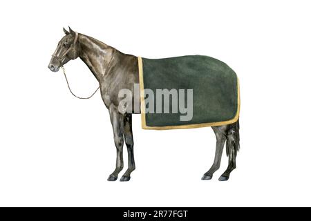 Illustration aquarelle d'un cheval de baie debout de Thoroughbred anglais sous une couverture verte portant un dos-nu brun. Isolé. Pour les tirages sur le thème Banque D'Images