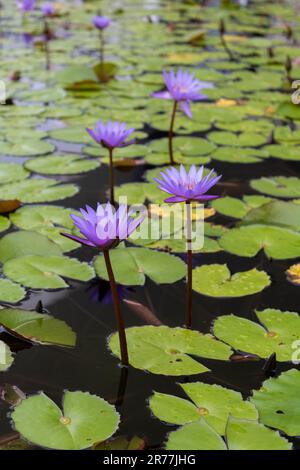 Nymphaea nouchali, Nymphaea stellata, lotus bleu, Lotus étoilé, nénuphars rouges, nénuphars nains, nénuphars bleus, nénuphars bleu, fleur de manel Banque D'Images