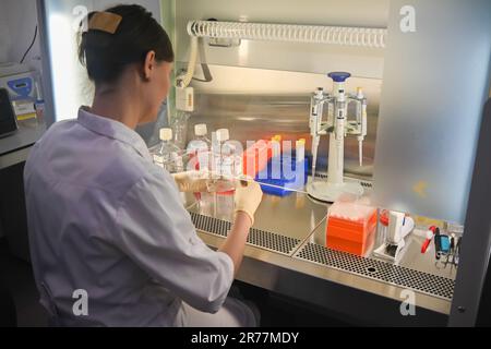 Chercheur en culture cellulaire en laboratoire. Travaillez dans une cellule. Banque D'Images