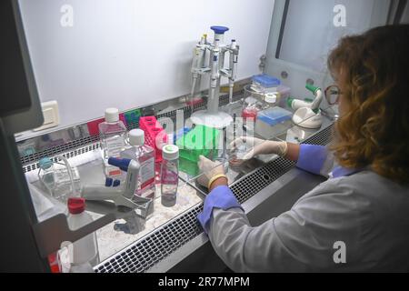 Chercheur en culture cellulaire en laboratoire. Travaillez dans une cellule. Banque D'Images