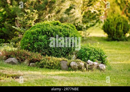 Thuja occidentalis danica brousse dans le jardin. Décoration de style paysage. Glissoire alpine dans le jardin. Banque D'Images