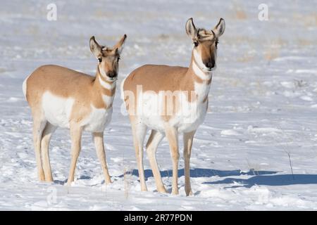 Antilope, Proghorn, montagnes Rocheuses Banque D'Images