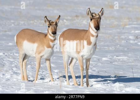 Antilope, Proghorn, montagnes Rocheuses Banque D'Images