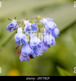 Blossom Prickly Comfrey, Symphytum asperum, fleurs et feuilles en gros plan, foyer sélectif, Banque D'Images