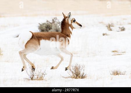 Antilope, Proghorn, montagnes Rocheuses Banque D'Images