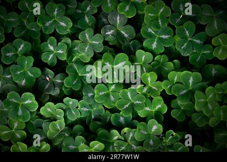 sol forestier recouvert de shamrock comme des feuilles d'oxalis Banque D'Images