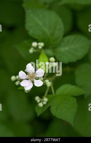 BlackBerry de l'Himalaya, Rubus armeniacus, fleur et feuilles. Banque D'Images