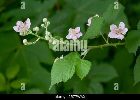 BlackBerry de l'Himalaya, Rubus armeniacus, fleurs et feuilles. Banque D'Images
