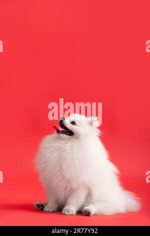 Portraite de mignon petit chiot moelleux de pomeranian spitz. Un petit chien souriant se trouve sur un fond rouge vif et tendance. Banque D'Images