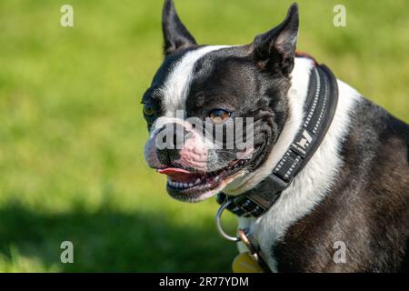 Portari d'un terrier de Boston âgé de deux ans Banque D'Images