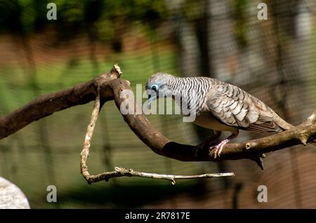 Dove paisible, Geopelia placida. Banque D'Images