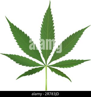 vecteur feuille de cannabis isolé sur fond blanc, illustration abstraite Illustration de Vecteur