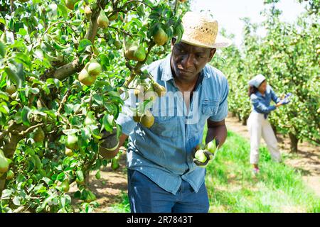 Homme fermier cueillant des poires dans un jardin de fruits Banque D'Images