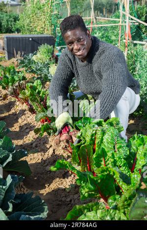 Fermier afro-américain récolte de betteraves fraîches Banque D'Images