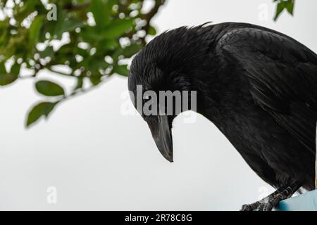 Zurich, Suisse, 10 mai 2023 le corbeau noir est assis sur une clôture Banque D'Images