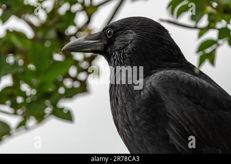 Zurich, Suisse, 10 mai 2023 le corbeau noir est assis sur une clôture Banque D'Images