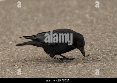 Zurich, Suisse, 10 mai 2023 le corbeau noir dans une rue est à la recherche de nourriture Banque D'Images