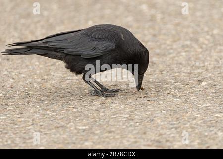 Zurich, Suisse, 10 mai 2023 le corbeau noir dans une rue est à la recherche de nourriture Banque D'Images